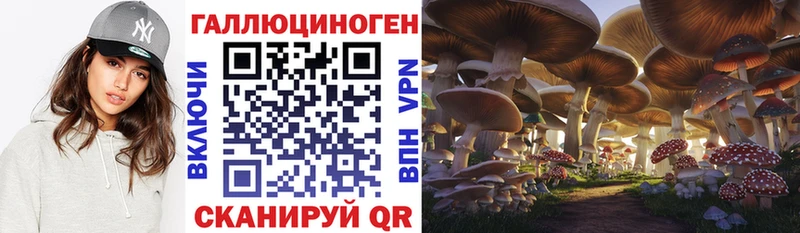Галлюциногенные грибы Psilocybe  KRAKEN ссылка  Судогда 