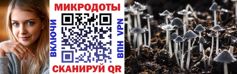Псилоцибиновые грибы мицелий Судогда